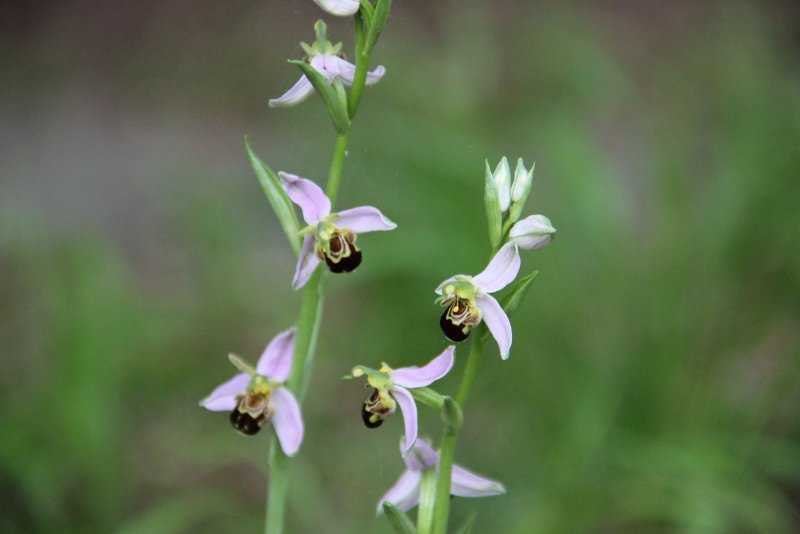 Ophrys Caucasica PNG