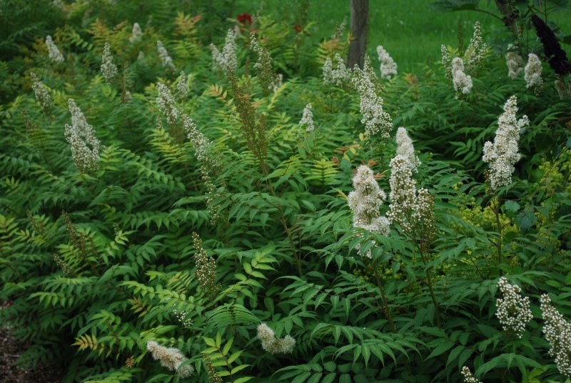 Рябинник рябинолистный куст