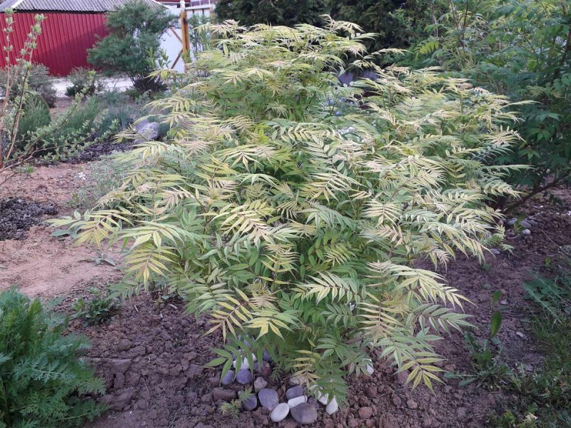 Рябинник рябинолистный (Sorbaria sorbifolia)