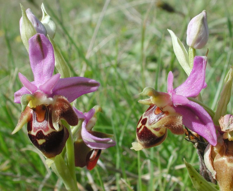 Офрис шмелецветковый Ophrys bombyliflora