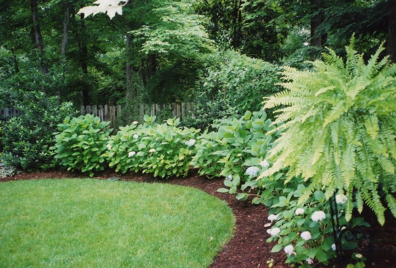 Рябинник рябинолистный (Sorbaria sorbifolia)