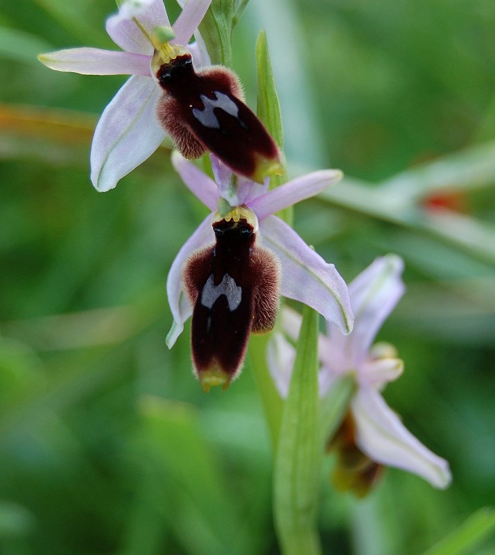 Орхидея «смеющийся Шмель» (Ophrys bombyliflora)