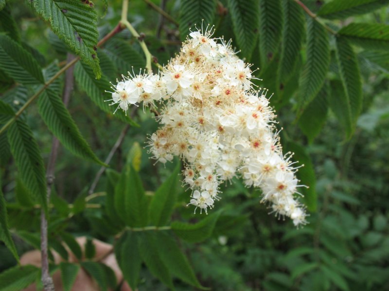 Рябинник рябинолистный (Sorbaria sorbifolia)
