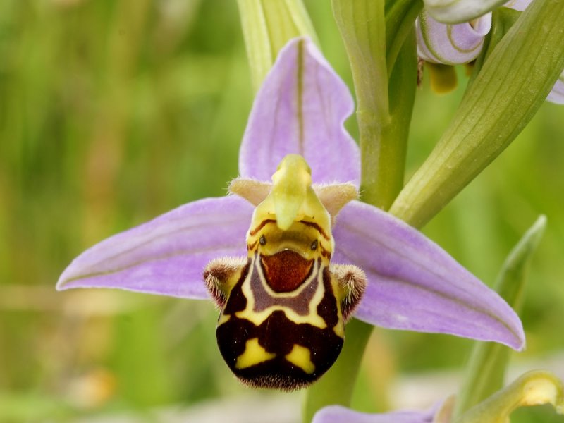 Орхидея Ophrys apifera