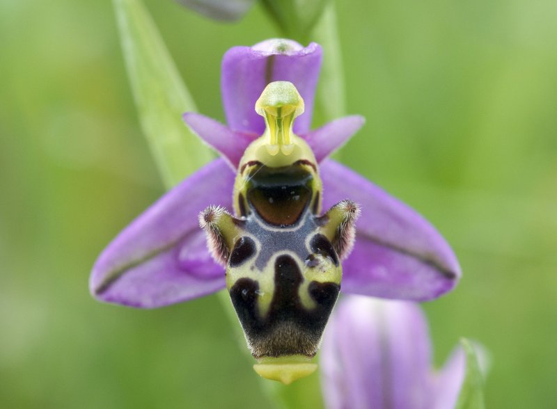 Ophrys apifera