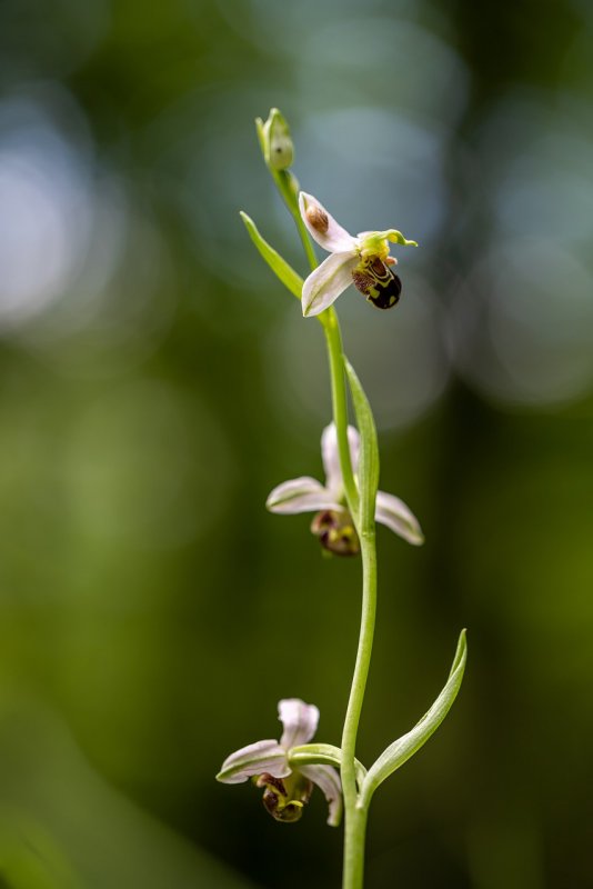 European Orchids & Wildflowers