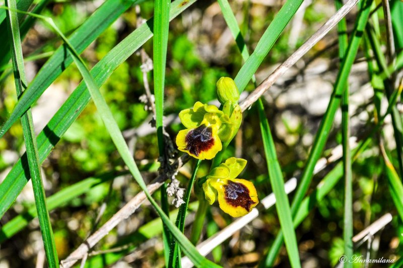 Орхидея-Шмель, Офрис пчелоносная (Ophrys apifera)