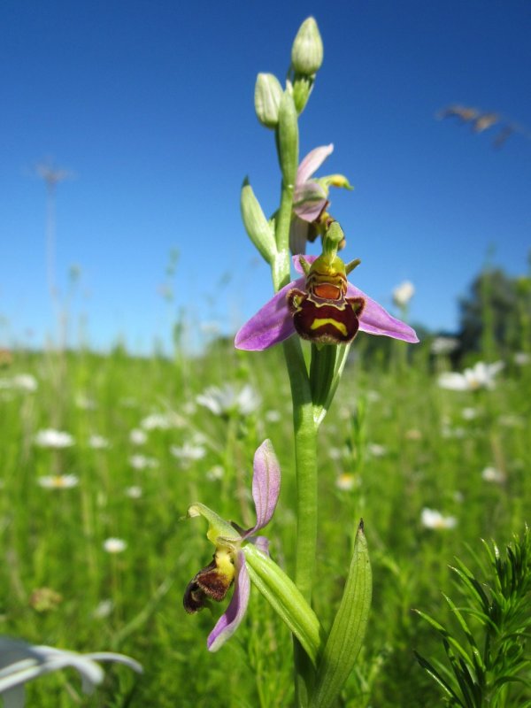 Ophrys apifera