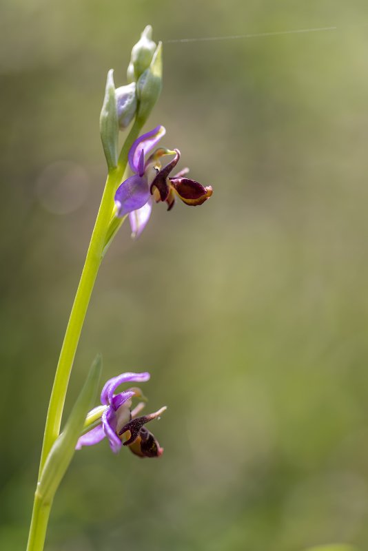 Орхидея-Шмель, Офрис пчелоносная (Ophrys apifera)