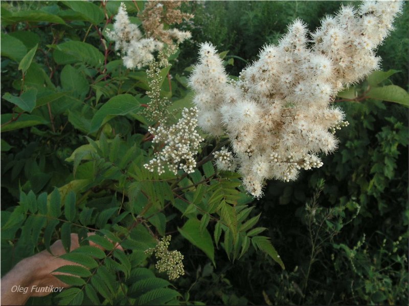 Рябинник рябинолистный `Сэм` Sorbaria sorbifolia `sem` ®
