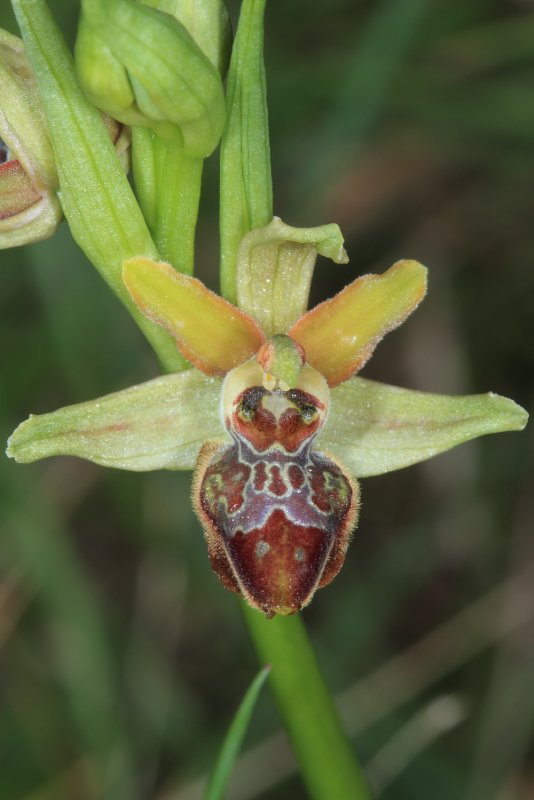 Ophrys Caucasica