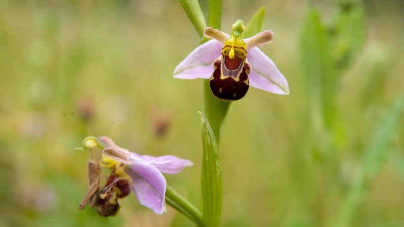 Орхидея Ophrys apifera