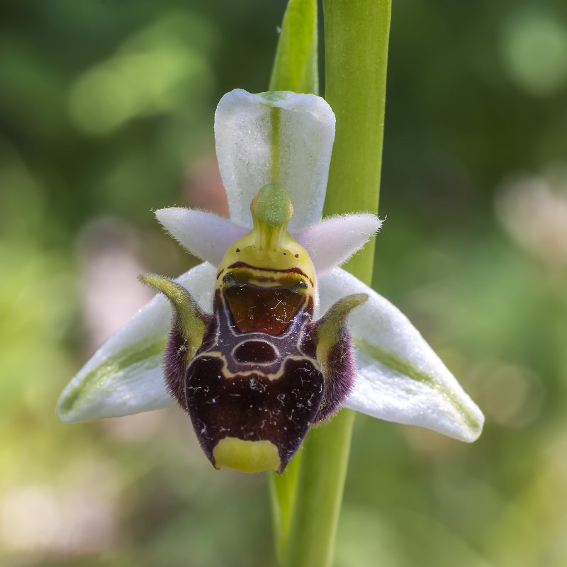 Офрис Кавказская Ophrys Caucasica