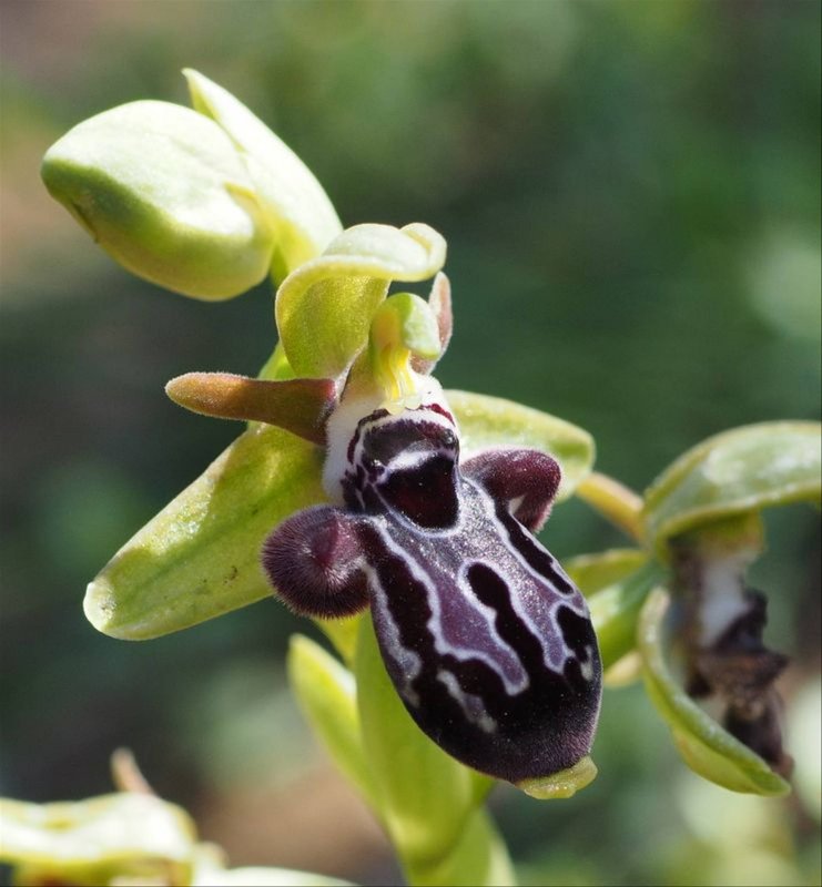 Орхидея «смеющийся Шмель» (Ophrys bombyliflora)