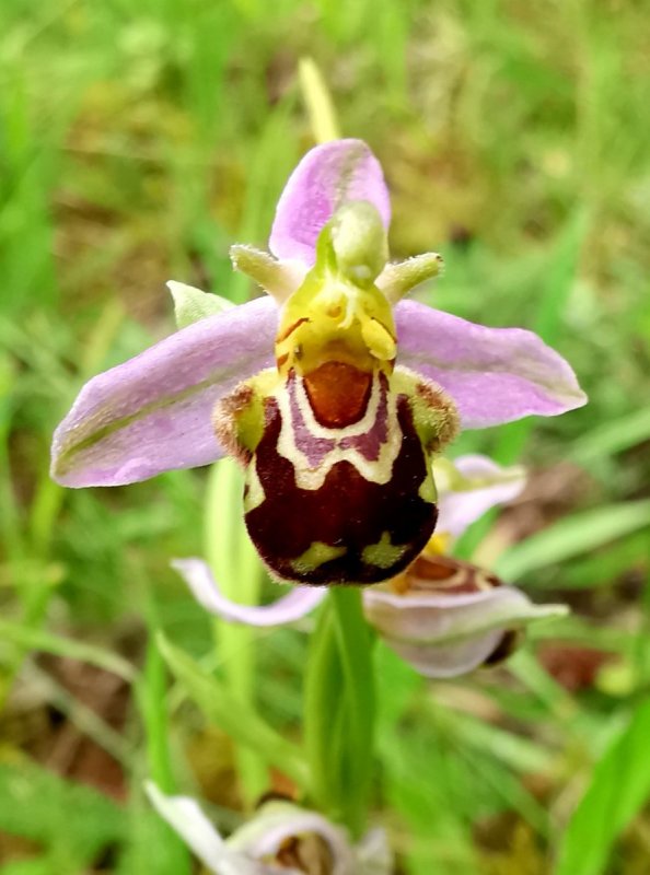 Орхидея «смеющийся Шмель» (Ophrys bombyliflora)