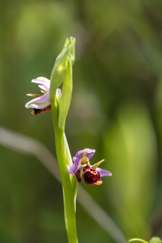 Ophrys Clipart