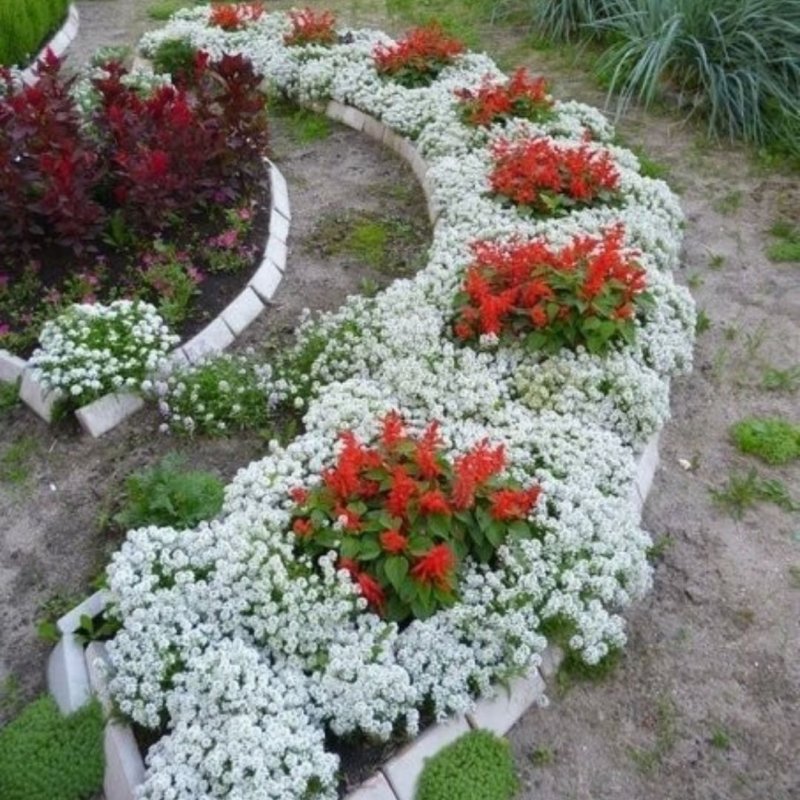 Миксбордер с лавандой и шалфеем
