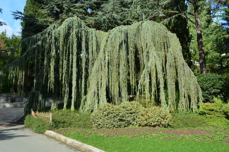 Кедр Гималайский Пендула