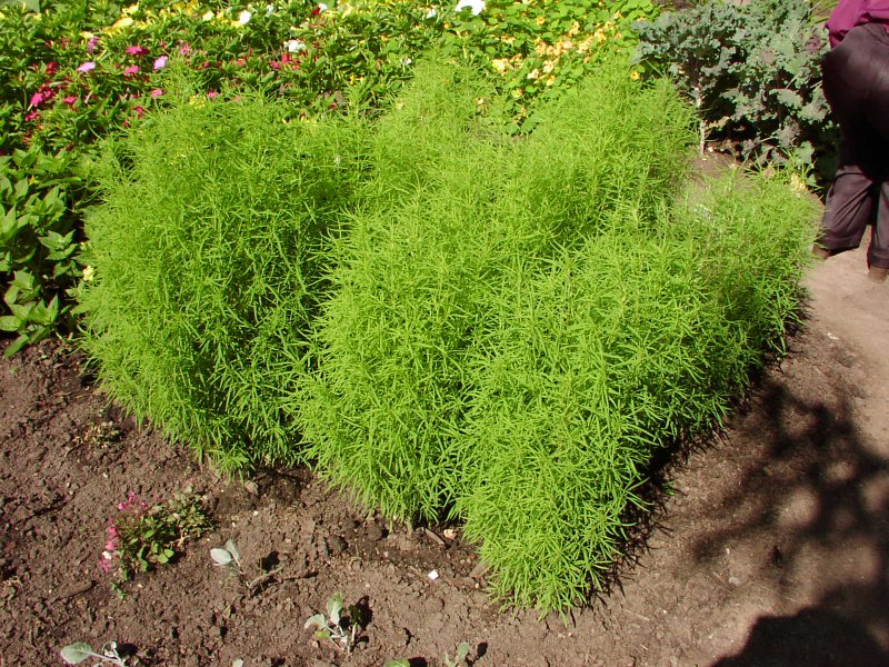 Кохия веничная (Kochia Scoparia)