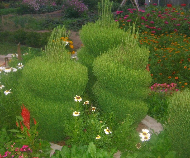 Кохия летний Кипарис