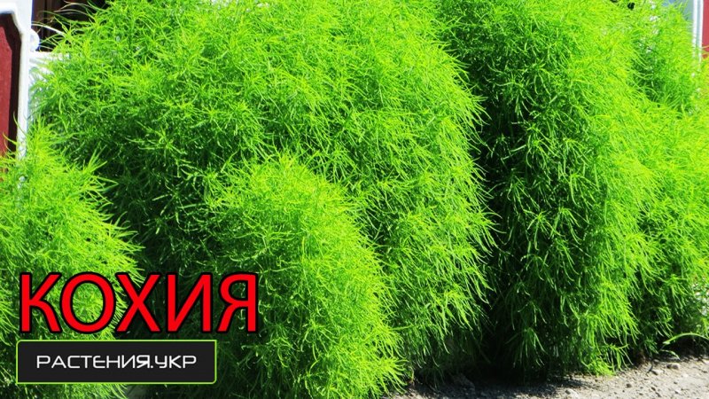 Кохия шерстистоцветковая