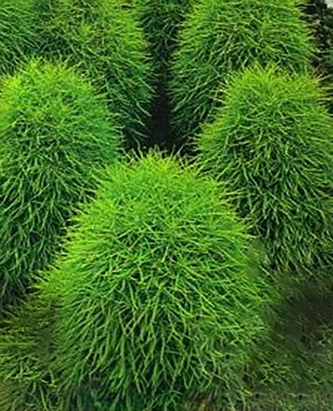 Кохия веничная