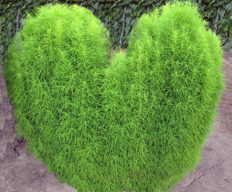 Кохия веничная Грин Форест