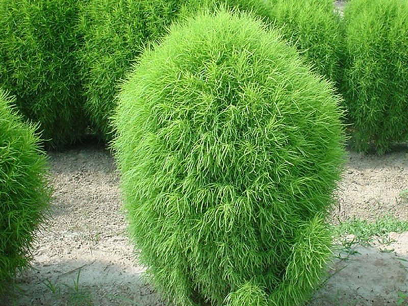 Кохия веничная