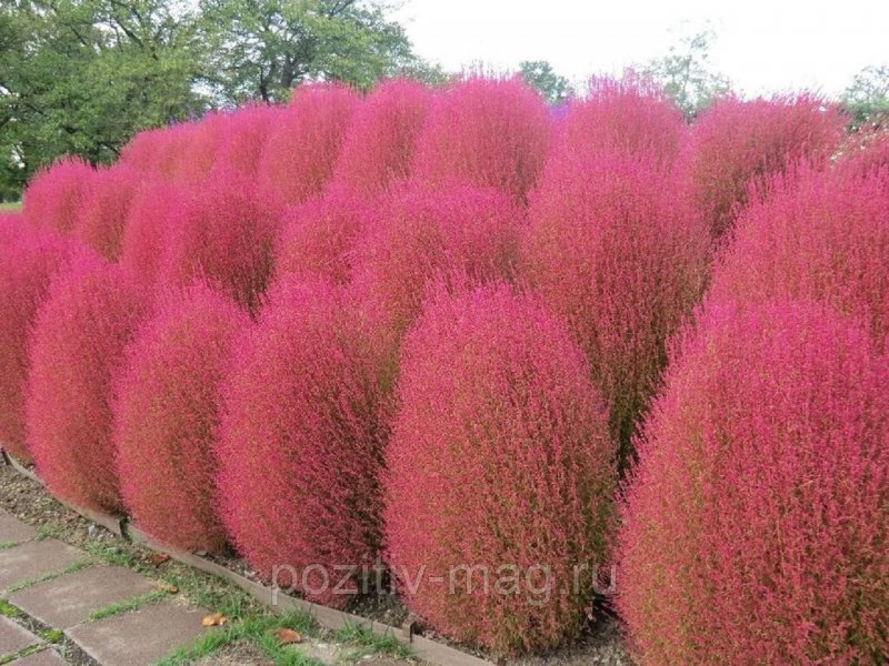 Кохия веничная летний Кипарис