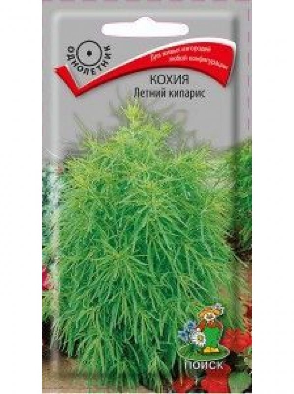Гавриш кохия летний Кипарис