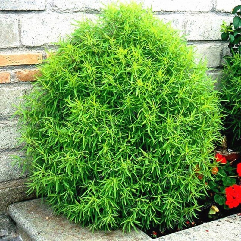 Кохия веничная