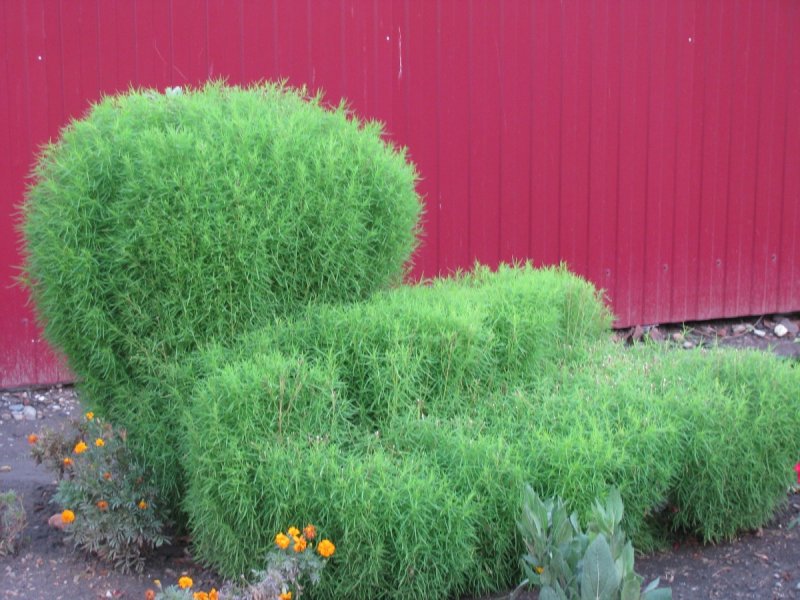 Кохия летний Кипарис стрижка