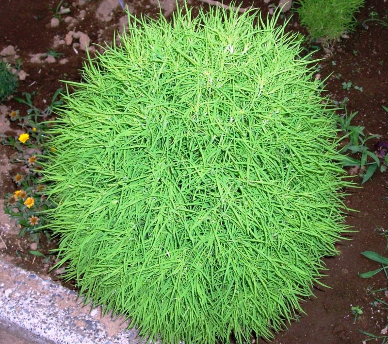 Кохия веничная Грин Форест