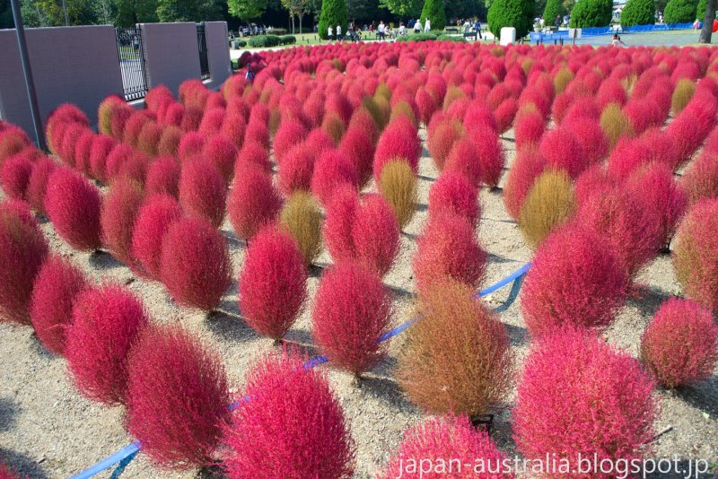 Кохия веничная (Kochia Scoparia)