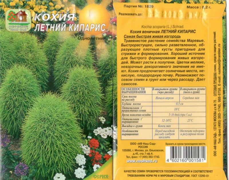 Семена кохия летний Кипарис