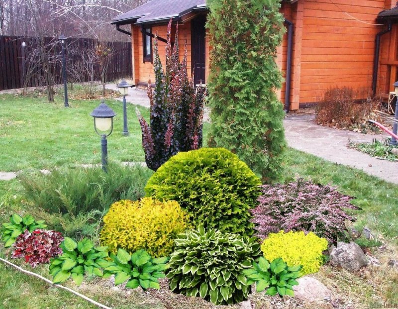Хвойники Барбарис спирея