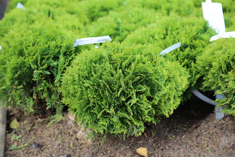 Thuja occidentalis Jantar (туя Западная), c2-1,5, 45-50 650