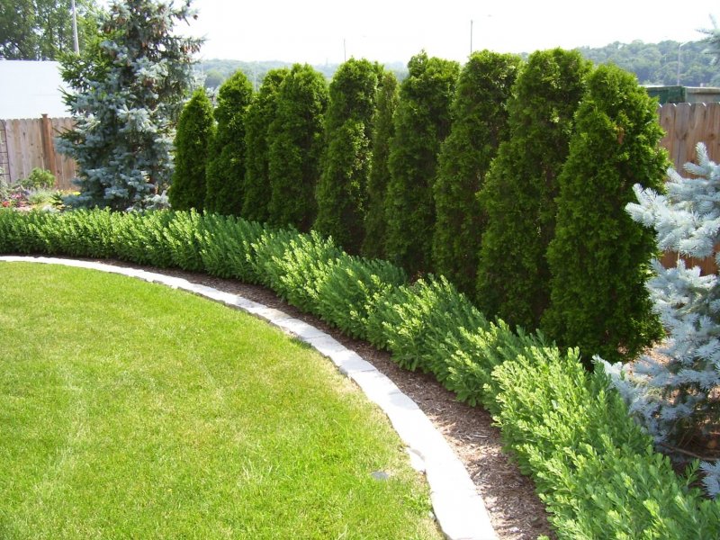 Thuja occidentalis Jantar (туя Западная), c2-1,5, 45-50 650