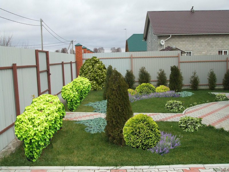 Туя Даника Живая изгородь