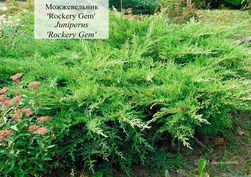 Можжевельник казацкий Rockery