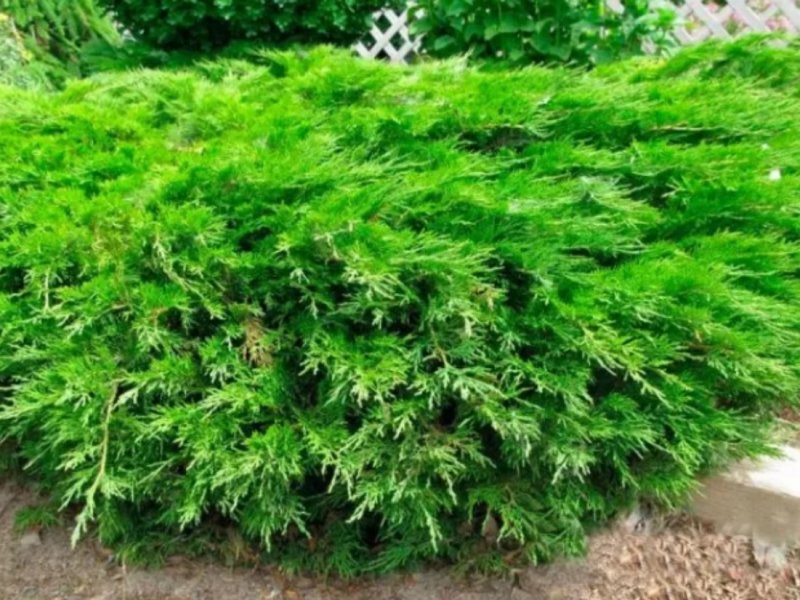 Можжевельник казацкий Tamariscifolia