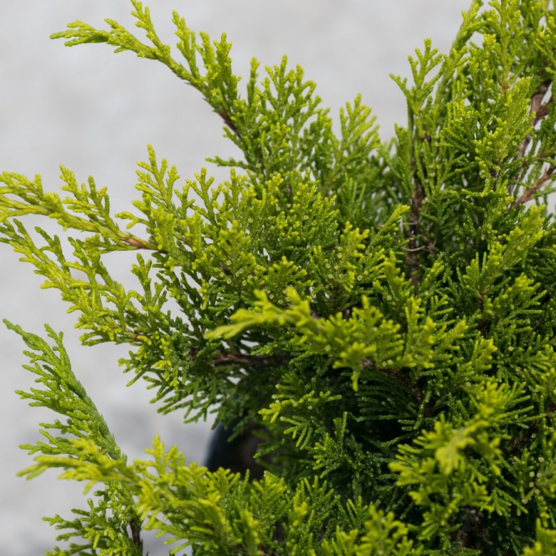 Можжевельник Sabina Tamariscifolia