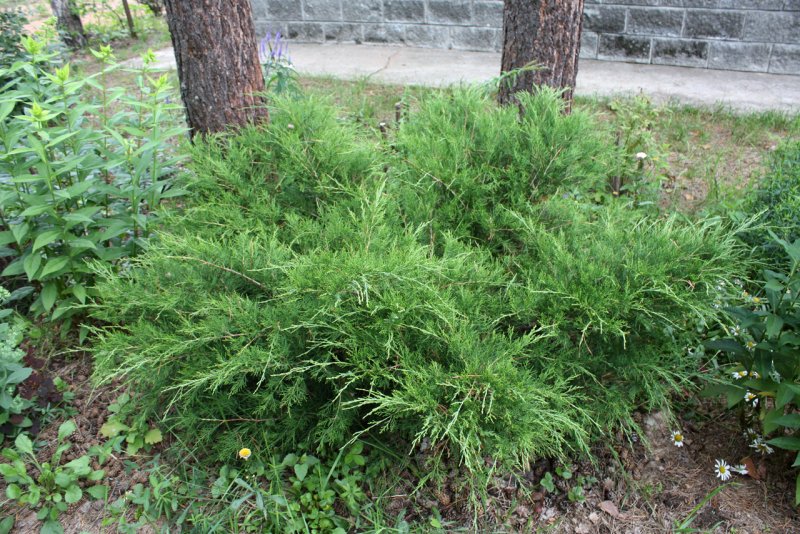 Можжевельник казацкий минт джулеп