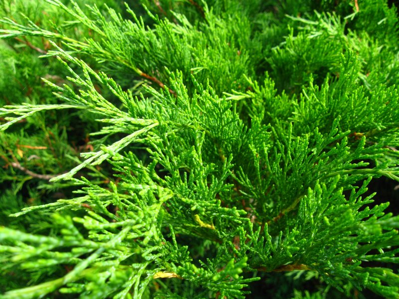 Можжевельник казацкий Juniperus Sabina
