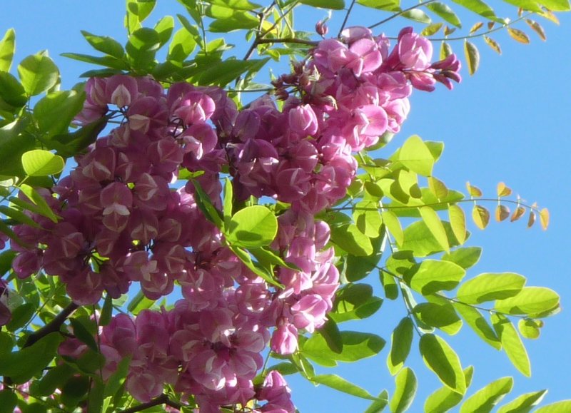 Робиния Purple Robe