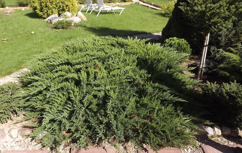 Можжевельник казацкий Tamariscifolia