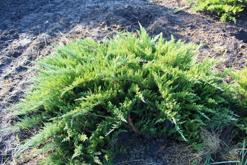 Можжевельник казацкий Tamariscifolia