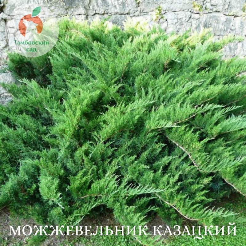 Можжевельник казацкий Тамарисцифолия