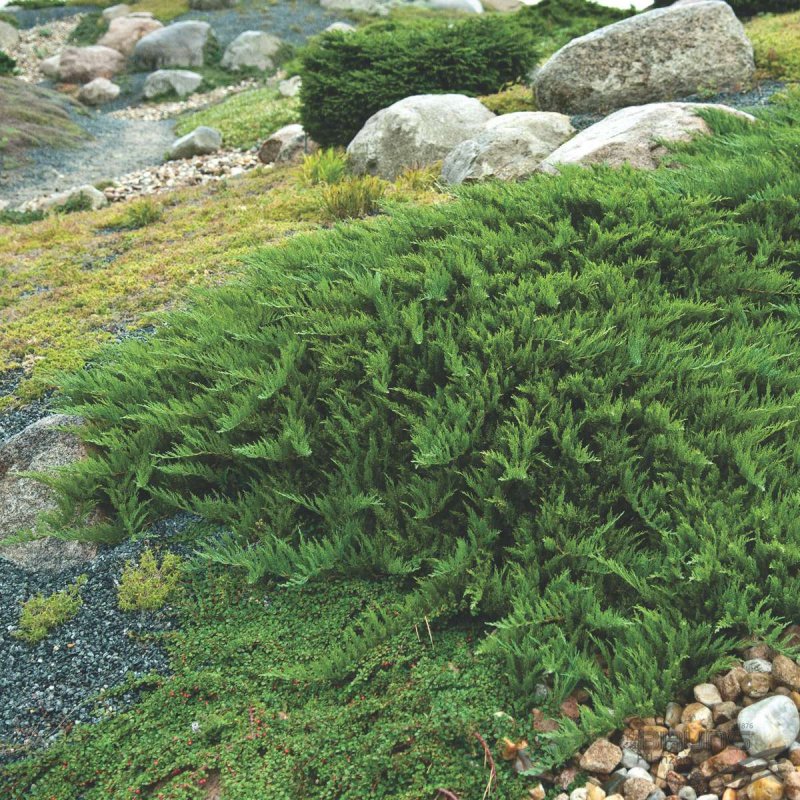 Можжевельник казацкий 'Tamariscifolia' Juniperus Sabina `Tamariscifolia`