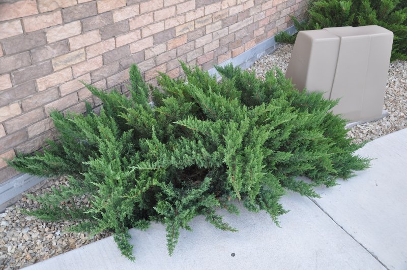 Можжевельник казацкий Tamariscifolia